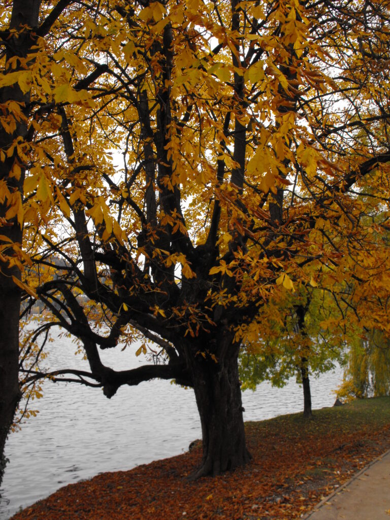 albero autunno lago di bled